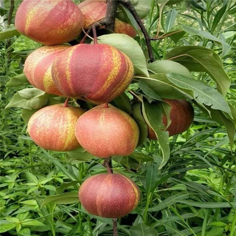 意大利黑梨树苗嫁接梨树果树苗盆栽地栽庭院种植含