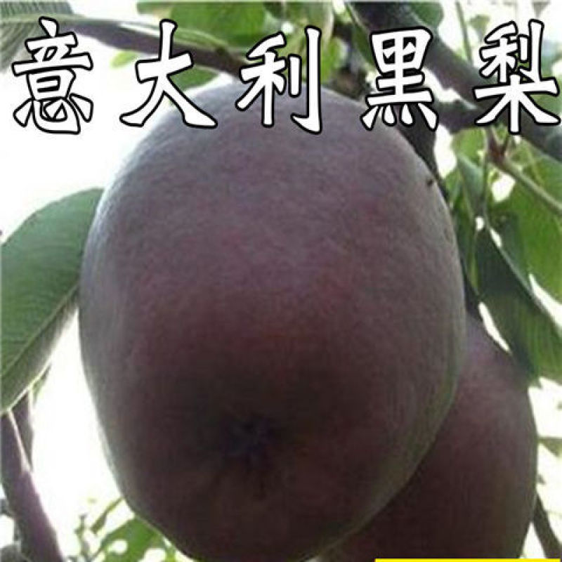 意大利黑梨树苗嫁接梨树果树苗盆栽地栽庭院种植含