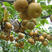 意大利黑梨树苗嫁接梨树果树苗盆栽地栽庭院种植含