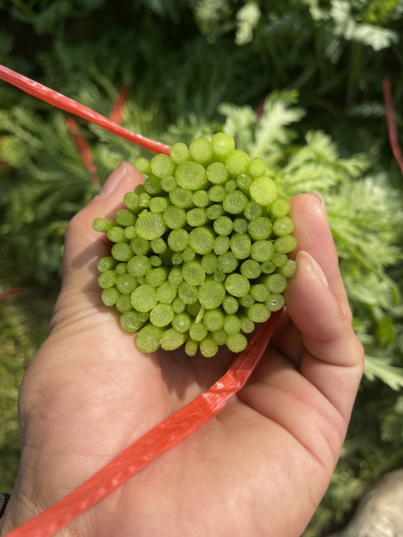 茼蒿菜