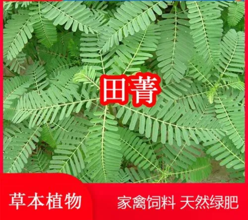 田菁种子涝豆田箐田箐种子果园固氮绿肥改良土壤道路护坡