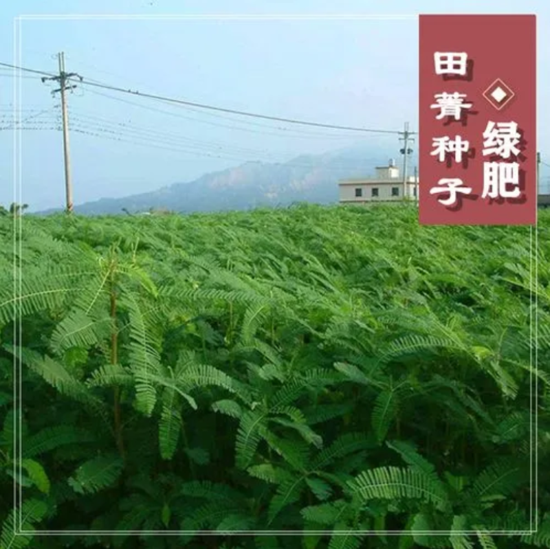 田菁种子涝豆田箐田箐种子果园固氮绿肥改良土壤道路护坡