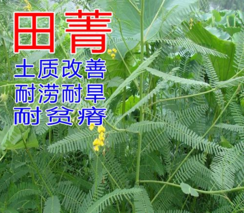田菁种子涝豆田箐田箐种子果园固氮绿肥改良土壤道路护坡