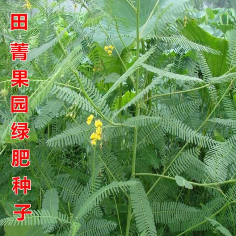 田菁种子涝豆田箐田箐种子果园固氮绿肥改良土壤道路护坡