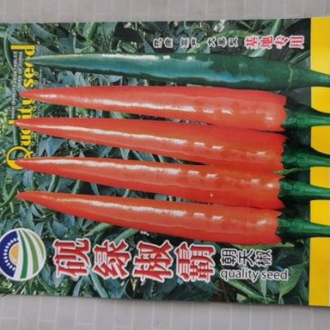 辣椒种子，大果型朝天椒种子，产量高，光泽度好