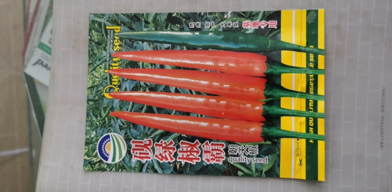 辣椒种子，大果型朝天椒种子，产量高，光泽度好