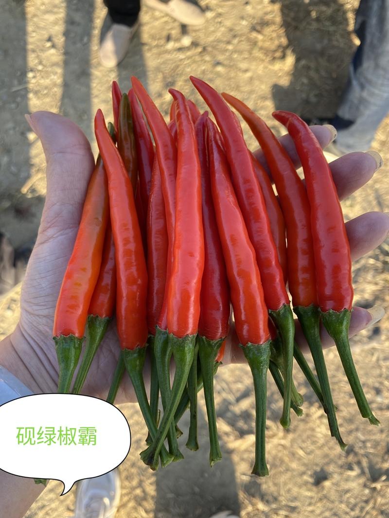 辣椒种子，大果型朝天椒种子，产量高，光泽度好