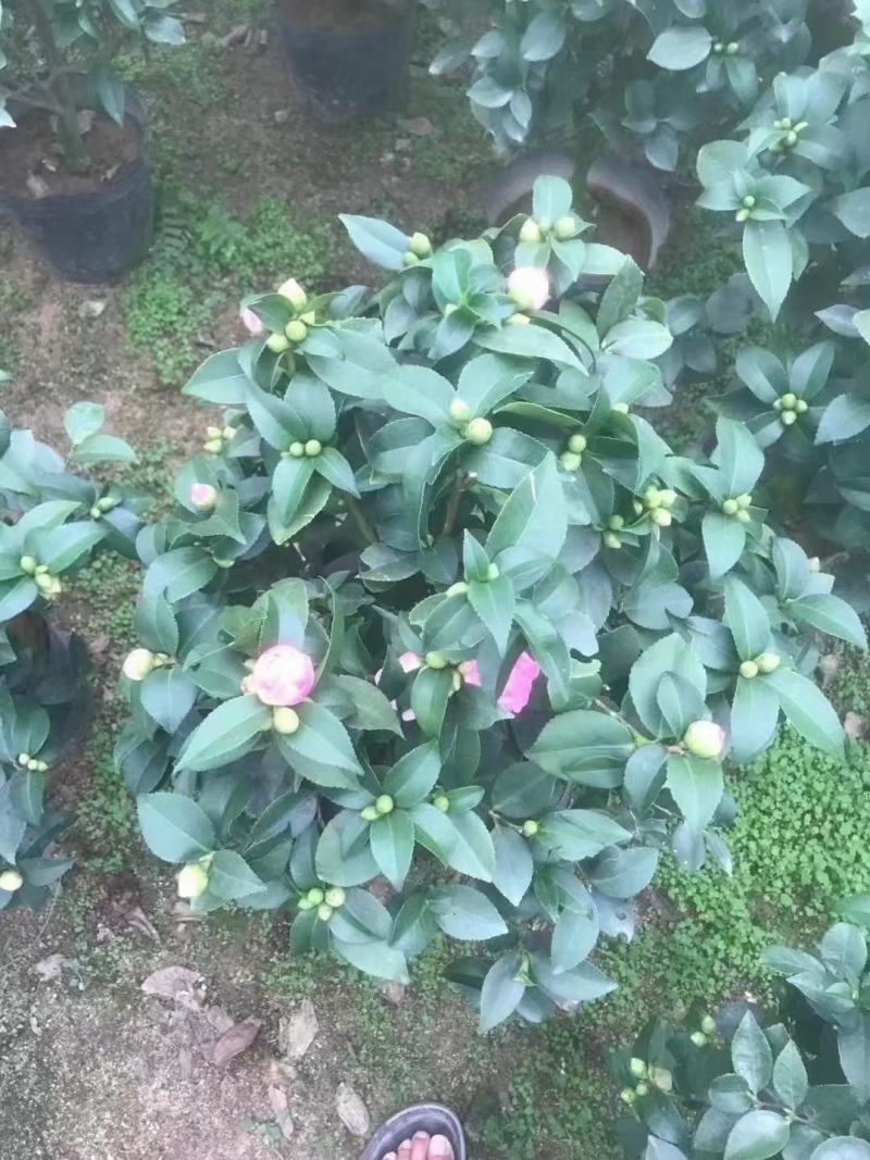 香妃茶花五色赤丹大红赤丹香妃茶花盆栽带花苞浓香型树苗四季