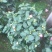 香妃茶花五色赤丹大红赤丹香妃茶花盆栽带花苞浓香型树苗四季