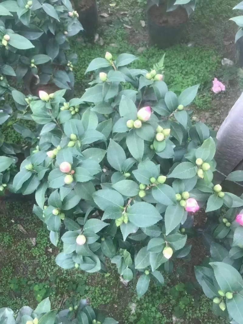 香妃茶花五色赤丹大红赤丹香妃茶花盆栽带花苞浓香型树苗四季