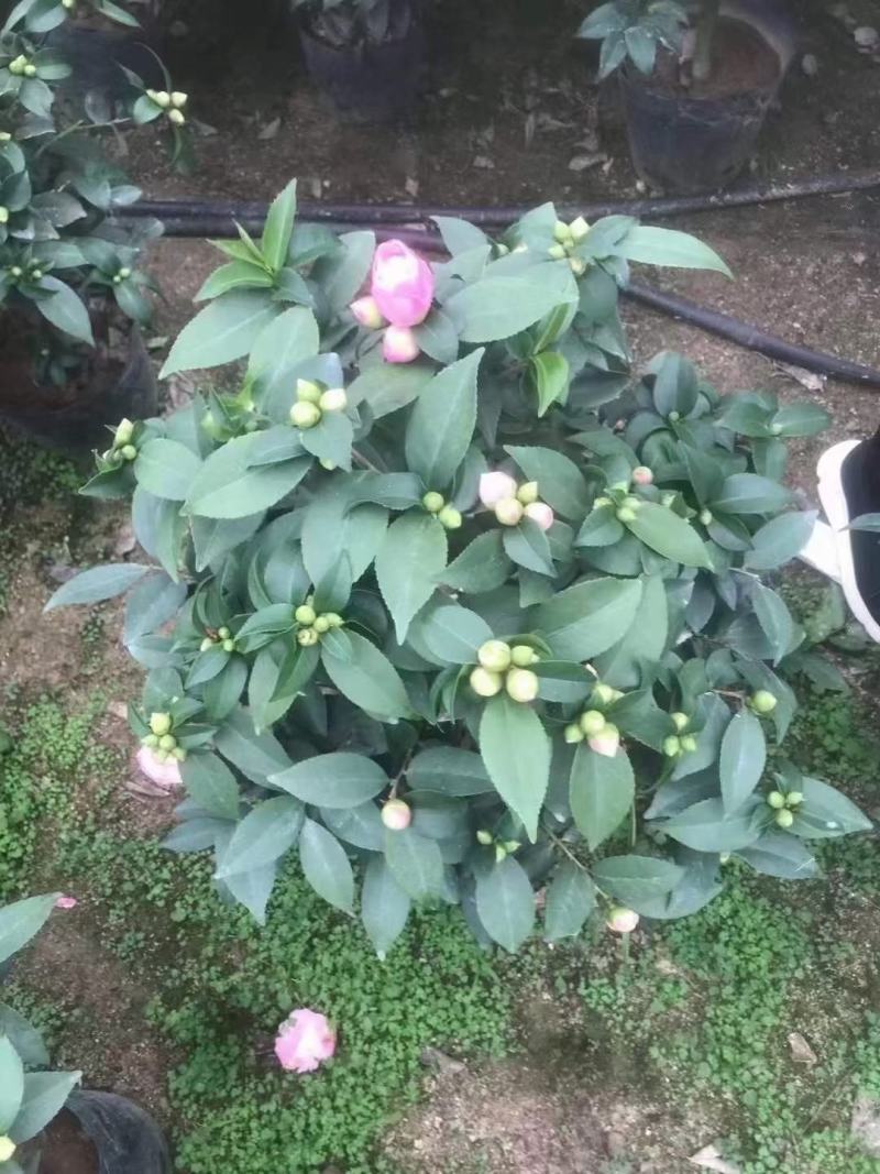 香妃茶花五色赤丹大红赤丹香妃茶花盆栽带花苞浓香型树苗四季