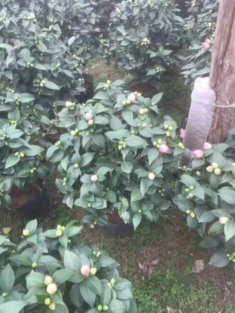 香妃茶花五色赤丹大红赤丹香妃茶花盆栽带花苞浓香型树苗四季