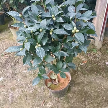 香妃茶花五色赤丹大红赤丹香妃茶花盆栽带花苞浓香型树苗四季