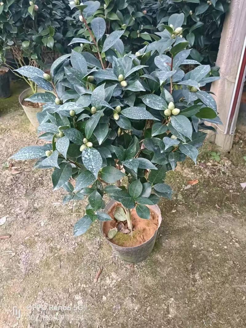 香妃茶花五色赤丹大红赤丹香妃茶花盆栽带花苞浓香型树苗四季