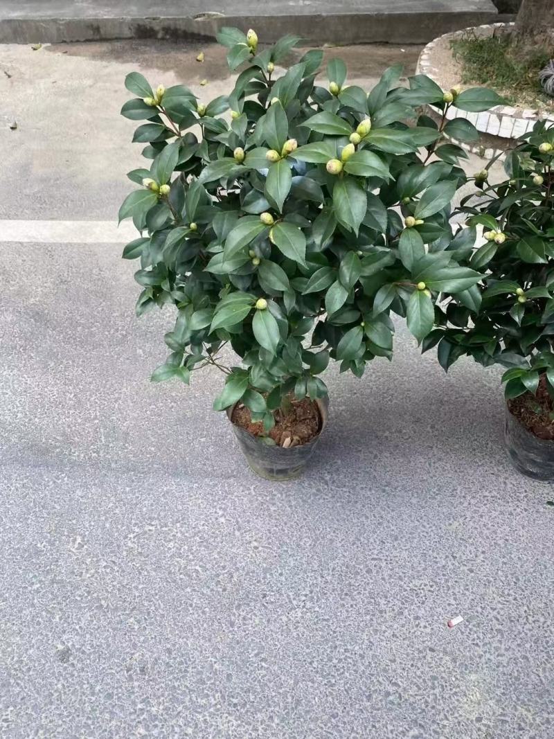 香妃茶花五色赤丹大红赤丹香妃茶花盆栽带花苞浓香型树苗四季