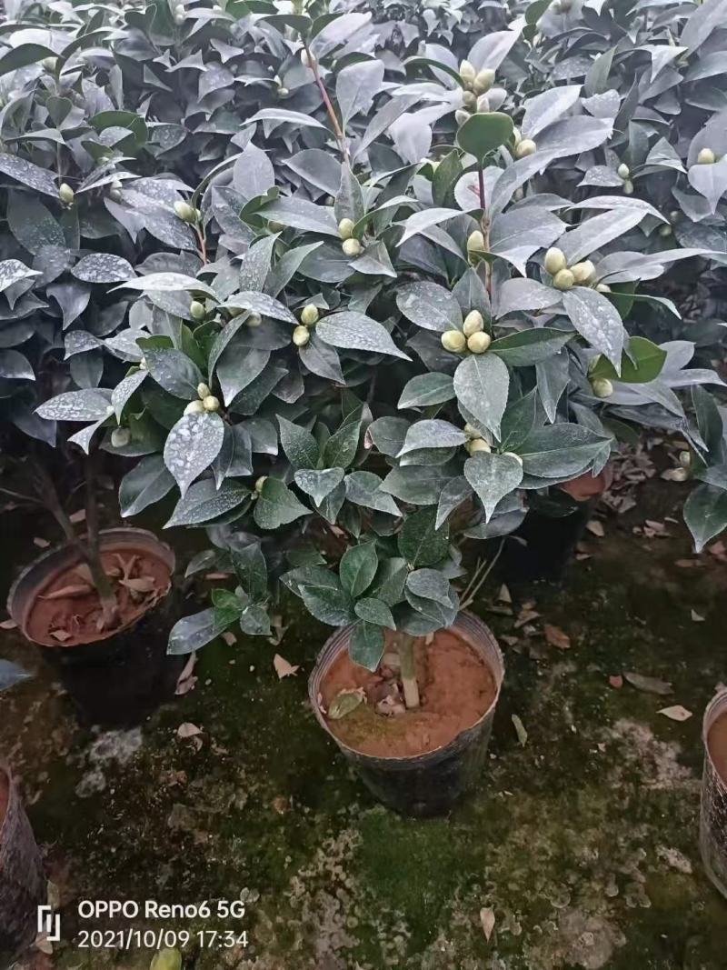 香妃茶花五色赤丹大红赤丹香妃茶花盆栽带花苞浓香型树苗四季