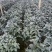 香妃茶花五色赤丹大红赤丹香妃茶花盆栽带花苞浓香型树苗四季