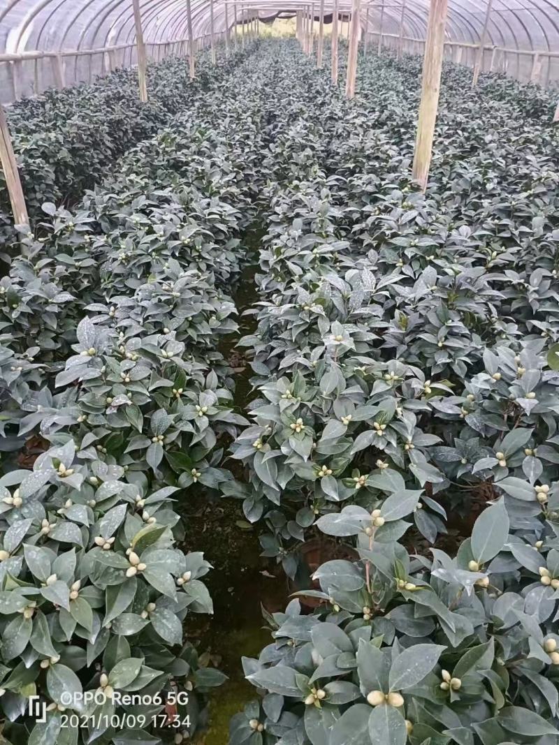 香妃茶花五色赤丹大红赤丹香妃茶花盆栽带花苞浓香型树苗四季