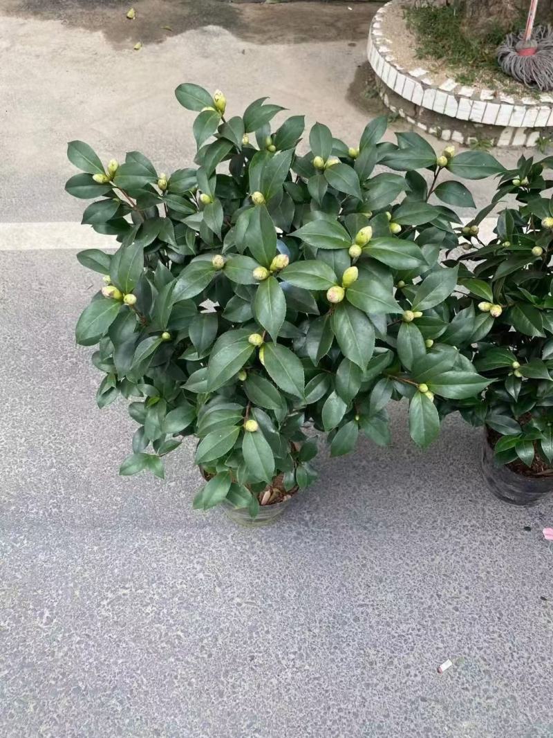 香妃茶花五色赤丹大红赤丹香妃茶花盆栽带花苞浓香型树苗四季