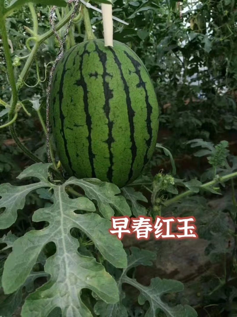 西瓜苗礼品西瓜苗小型西瓜苗早春红玉黄壤小兰2k