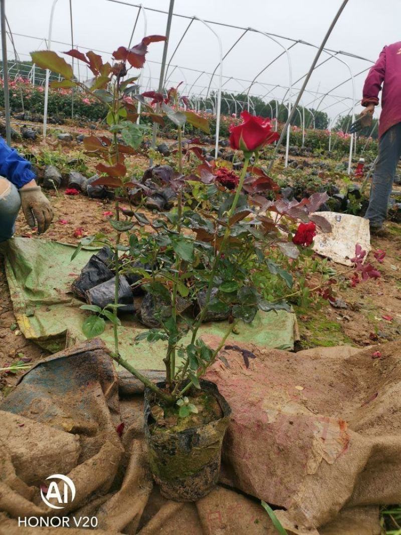 基地直供大花月季苗，品种多，花色全，货源充足，价格亲民