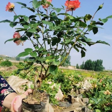 基地直供大花月季苗,品种多,花色全,货源充足,价格亲民