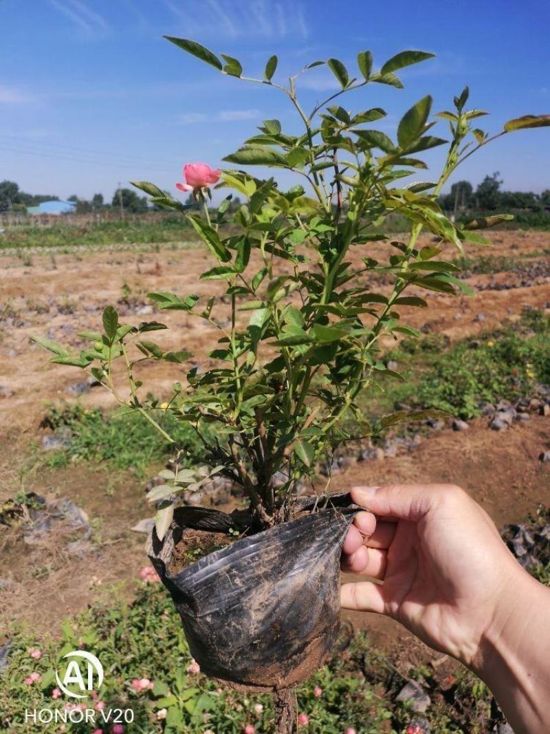 基地直供大花月季苗，品种多，花色全，货源充足，价格亲民