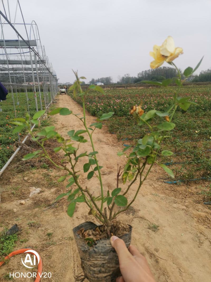 基地直供大花月季苗，品种多，花色全，货源充足，价格亲民