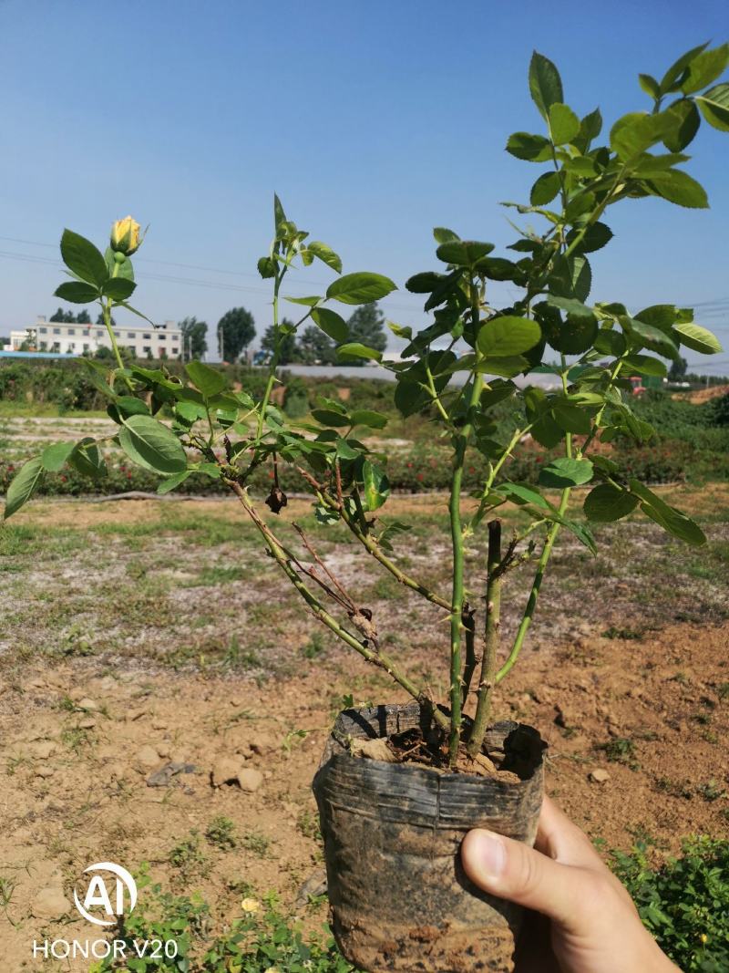 基地直供大花月季苗，品种多，花色全，货源充足，价格亲民