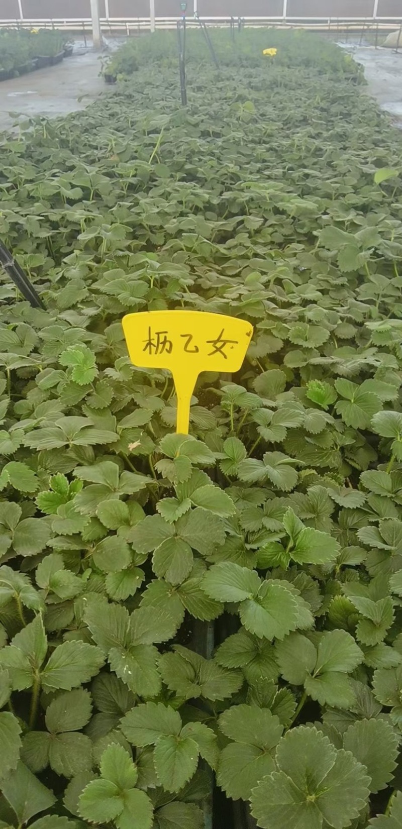 香野草莓苗天仙醉草莓苗，脱毒种苗现挖现卖基地直售