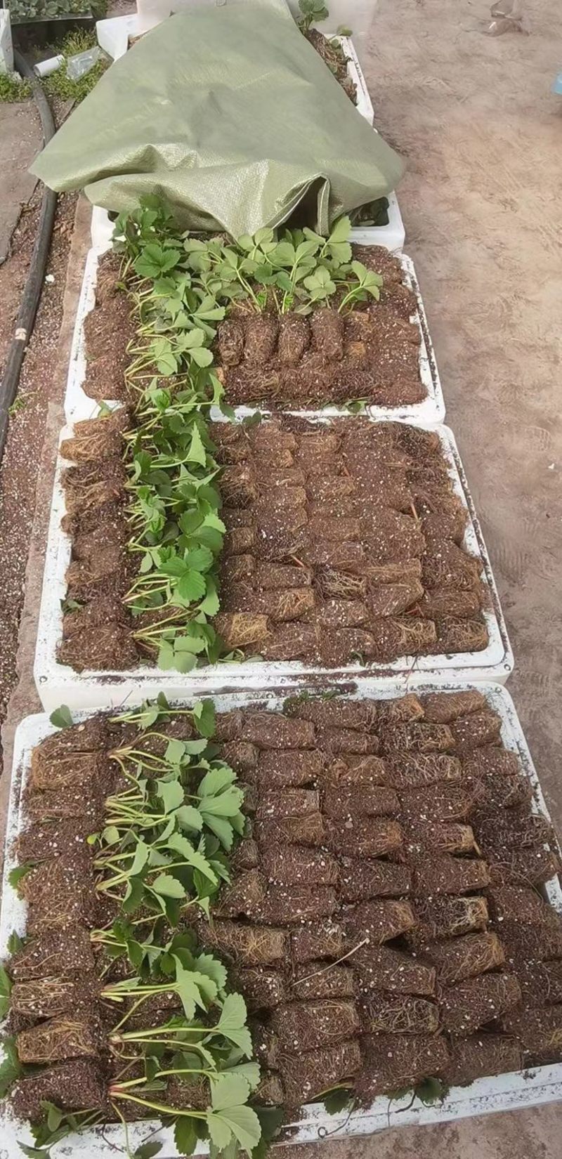 香野草莓苗天仙醉草莓苗，脱毒种苗现挖现卖基地直售