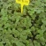 香野草莓苗天仙醉草莓苗,脱毒种苗现挖现卖基地直售