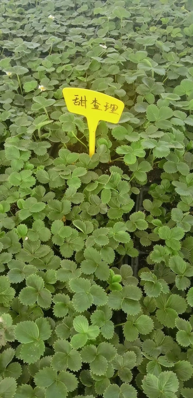 香野草莓苗天仙醉草莓苗，脱毒种苗现挖现卖基地直售