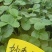 香野草莓苗天仙醉草莓苗,脱毒种苗现挖现卖基地直售