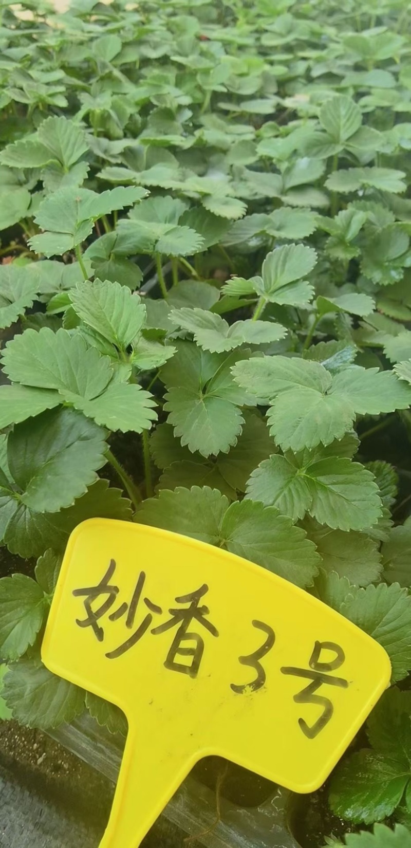 香野草莓苗天仙醉草莓苗，脱毒种苗现挖现卖基地直售