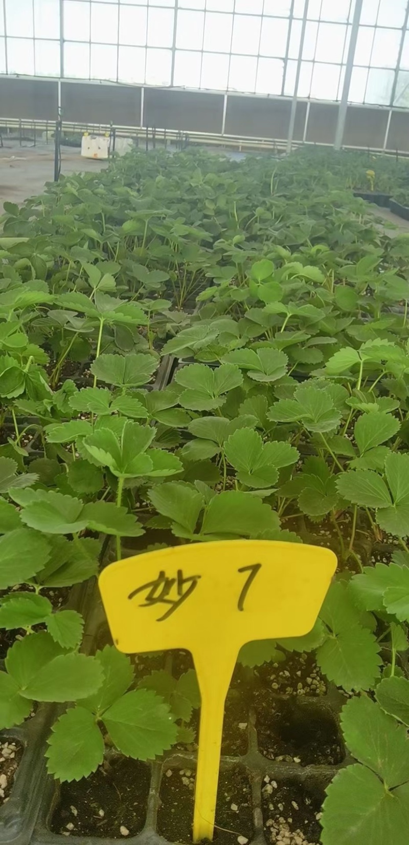 香野草莓苗天仙醉草莓苗，脱毒种苗现挖现卖基地直售