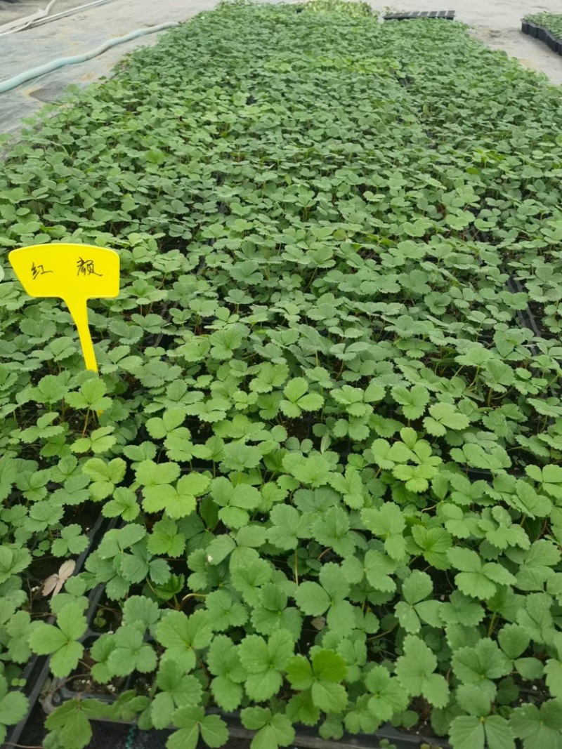 香野草莓苗天仙醉草莓苗，脱毒种苗现挖现卖基地直售