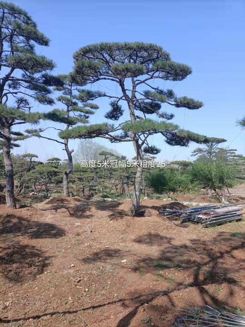3米的造型油松，造型黑松，路边，小区，公园，别墅区用树