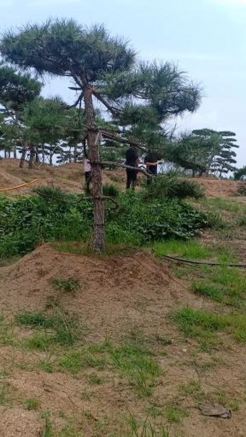 3米的造型油松，造型黑松，路边，小区，公园，别墅区用树