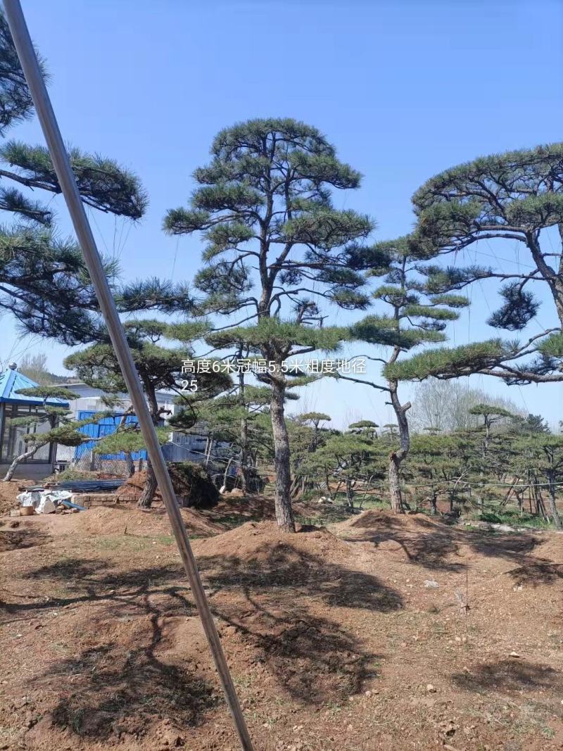 3米的造型油松，造型黑松，路边，小区，公园，别墅区用树