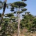 3米的造型油松，造型黑松，路边，小区，公园，别墅区用树
