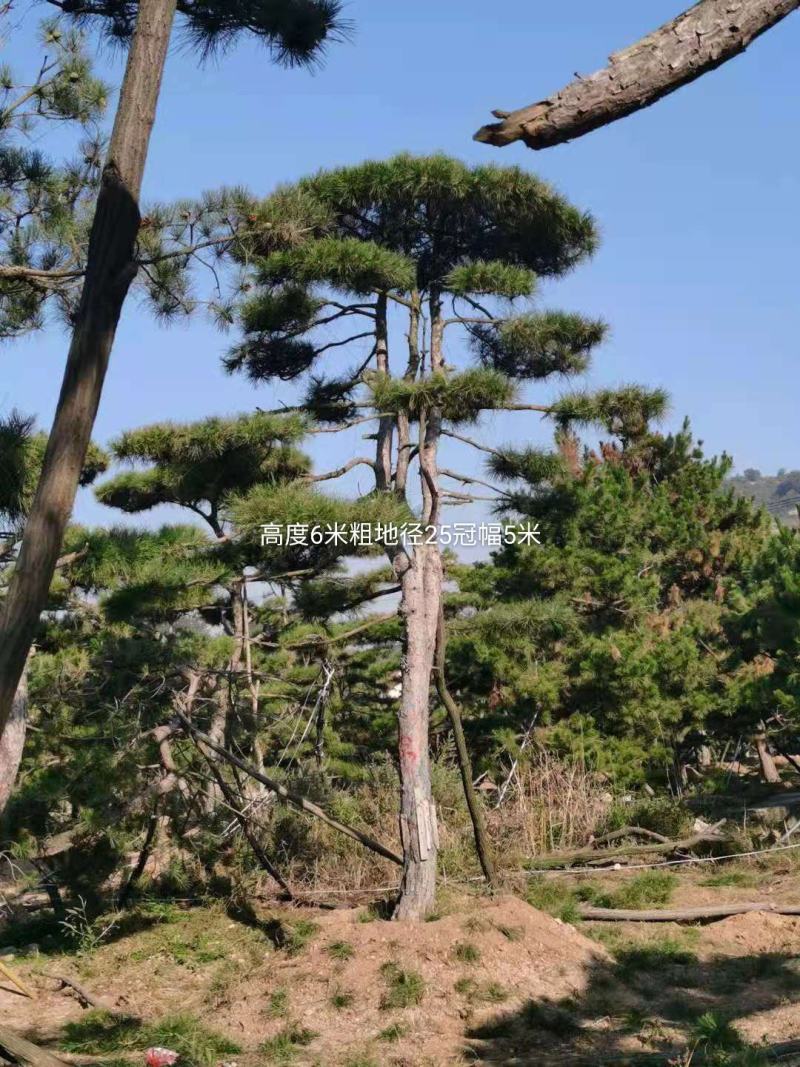 3米的造型油松，造型黑松，路边，小区，公园，别墅区用树