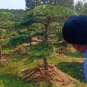 3米的造型油松，造型黑松，路边，小区，公园，别墅区用树