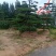 3米的造型油松，造型黑松，路边，小区，公园，别墅区用树