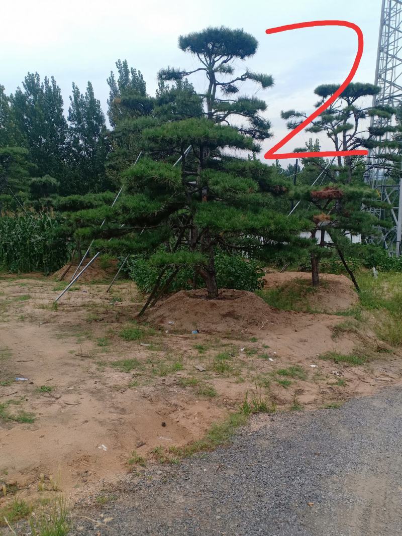 3米的造型油松，造型黑松，路边，小区，公园，别墅区用树