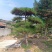 3米的造型油松，造型黑松，路边，小区，公园，别墅区用树