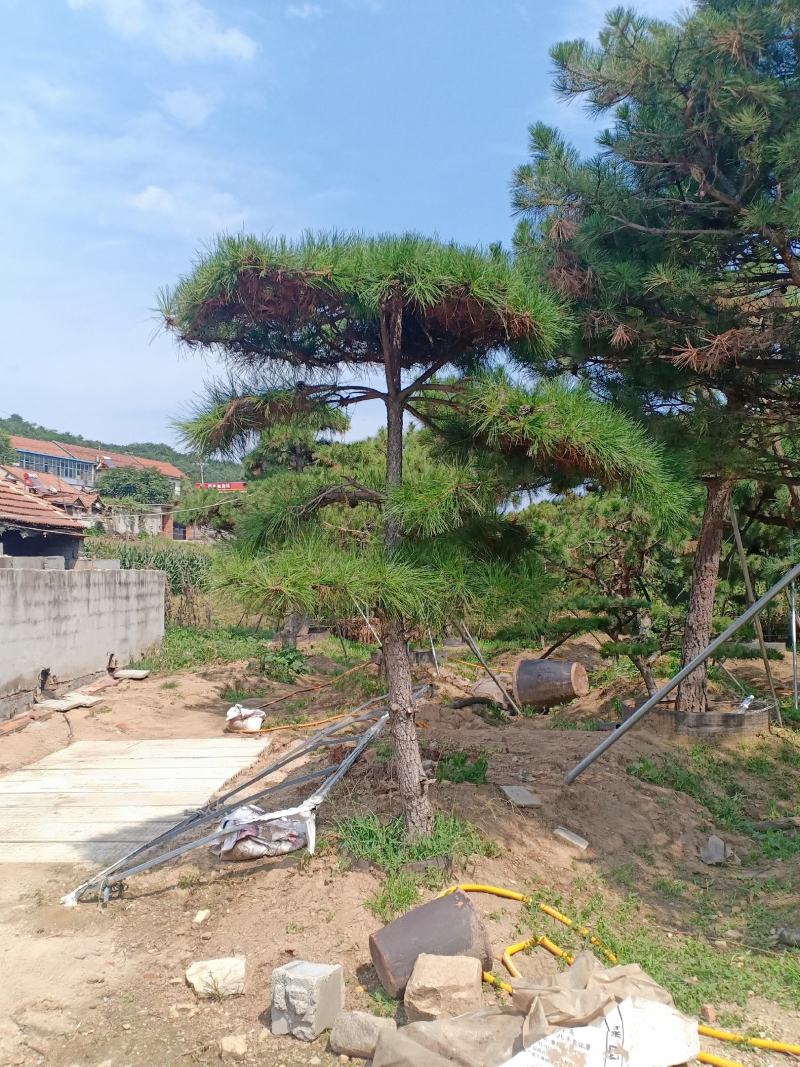 3米的造型油松，造型黑松，路边，小区，公园，别墅区用树