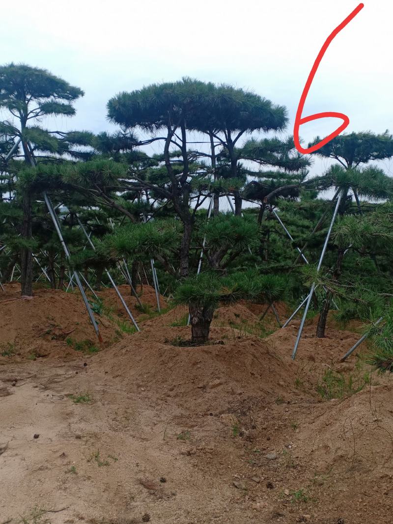 3米的造型油松，造型黑松，路边，小区，公园，别墅区用树