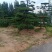 3米的造型油松，造型黑松，路边，小区，公园，别墅区用树