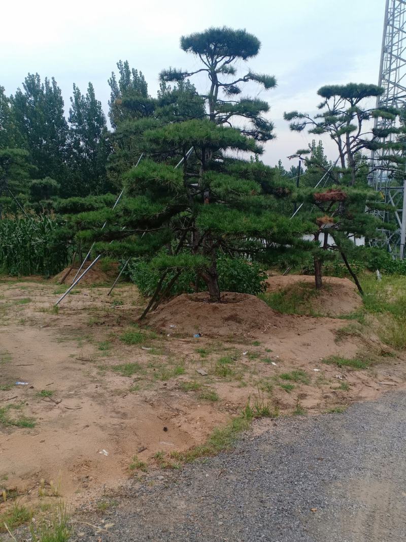 3米的造型油松，造型黑松，路边，小区，公园，别墅区用树